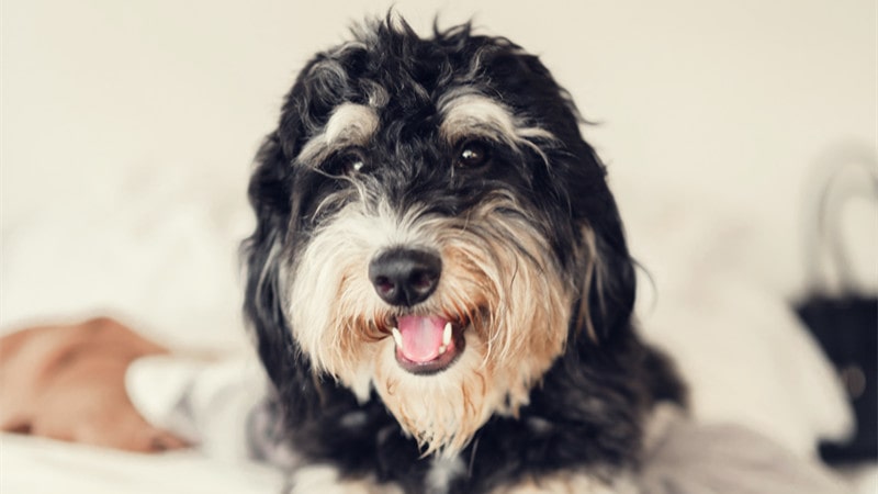 What Is Bernedoodle