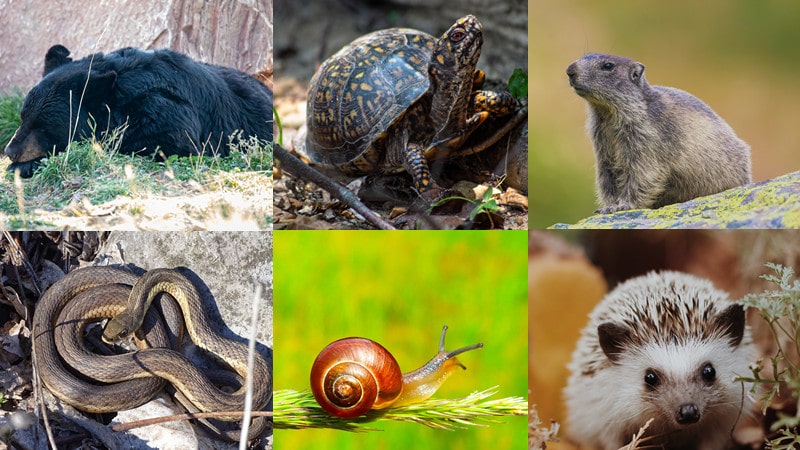 8 Animals That Hibernate: Discover The Wildlife Around You