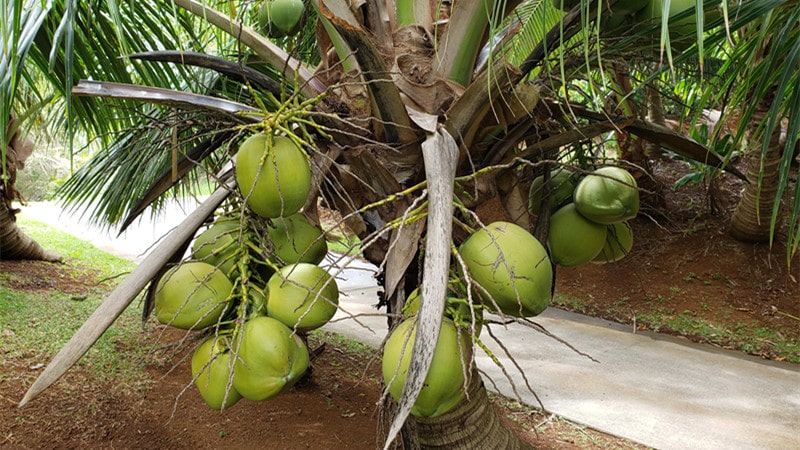 dwarf coconut