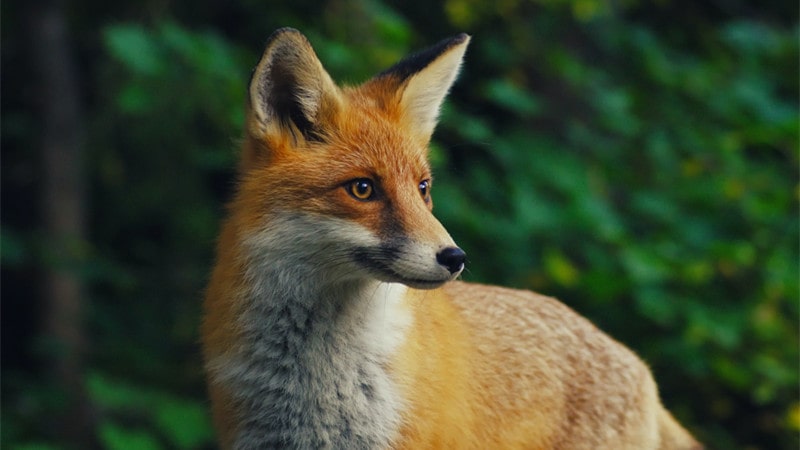 fox names