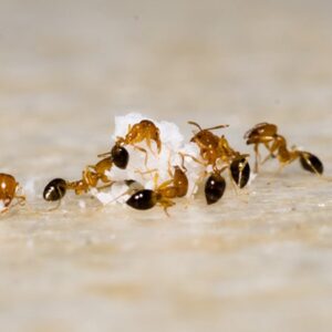 how to get rid of ants with borax