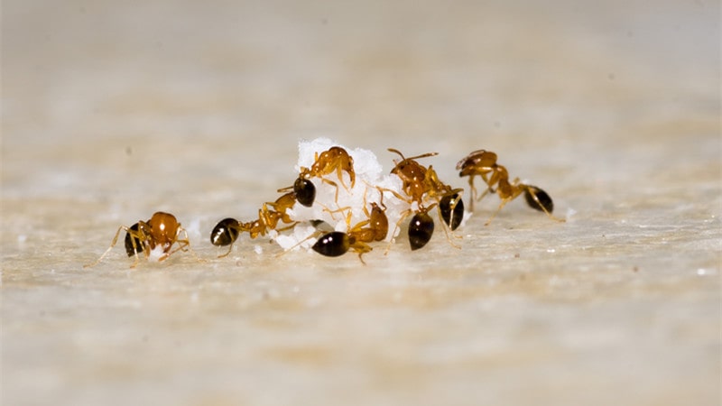 how to get rid of ants with borax