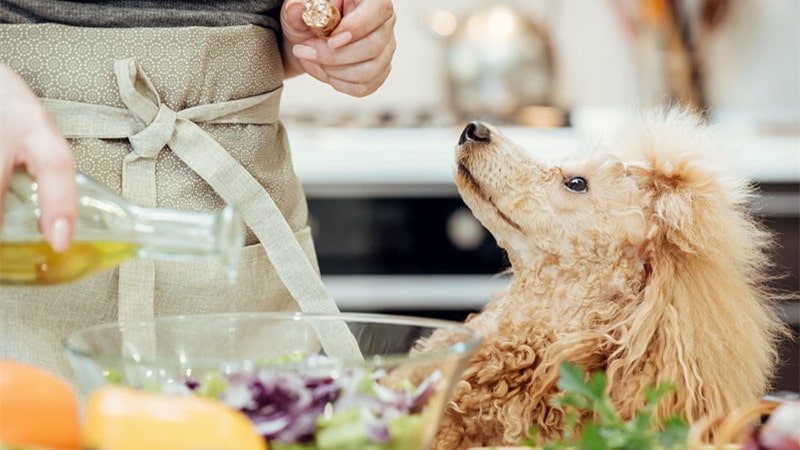 is olive oil good for dogs