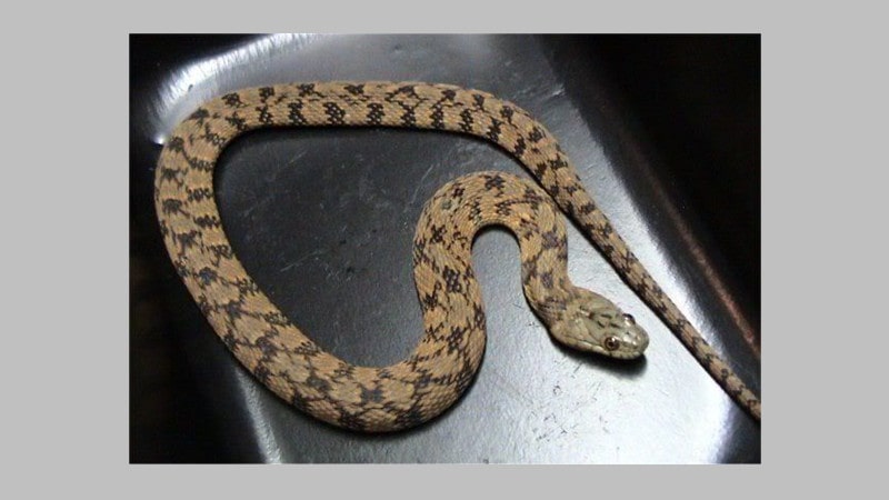 Diamondback Water Snake