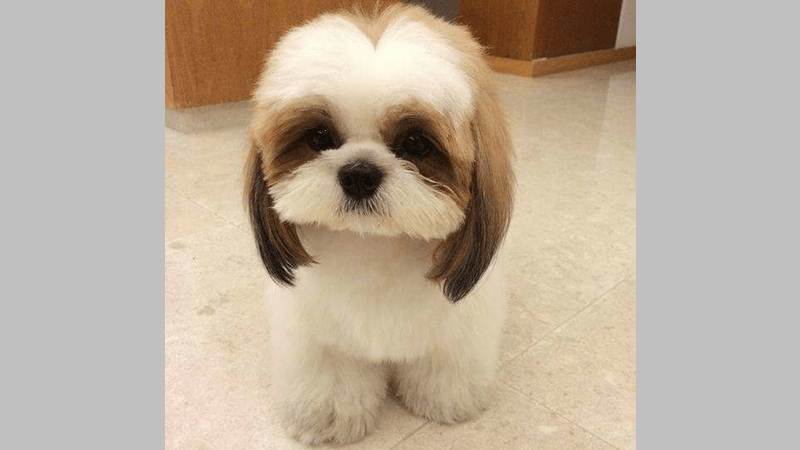 Puppy Cut