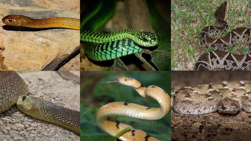 most venomous snakes in the world