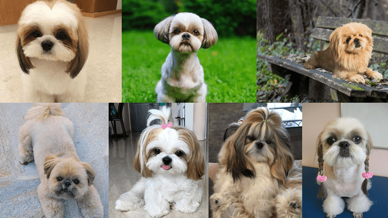 11 Shih Tzu Hairstyles: Find The Best One for Your Dog