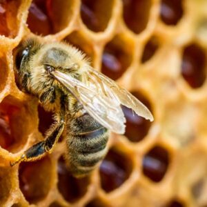Protect Your Beehive from Animal Attack