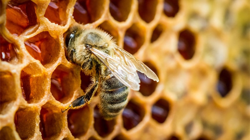 Protect Your Beehive from Animal Attack