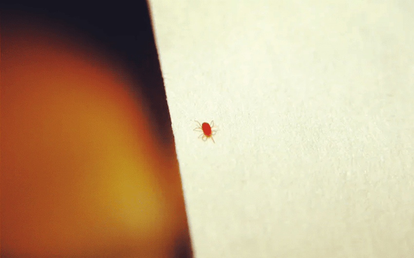 Tiny Red Bugs