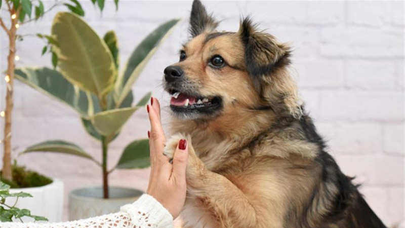 how to calm dog anxiety naturally