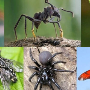 scariest bugs in the world
