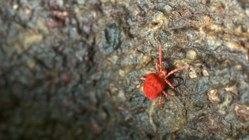 tiny red bugs on concrete