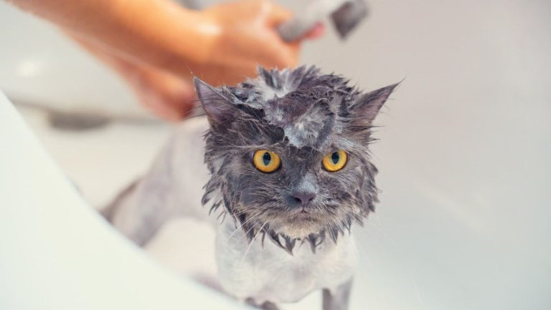 what can i wash my cat with